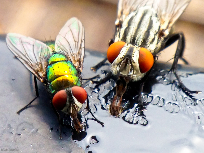 Illustration for article titled Shooting Challenge: Bugs 4